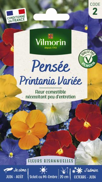 Fleurs - Pensée Printania Variée - face recto